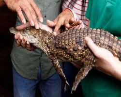 Here you can also get the experience of holding a baby crocodile. They have two Nile Crocs and the visitors can see them feeding on every Friday and S